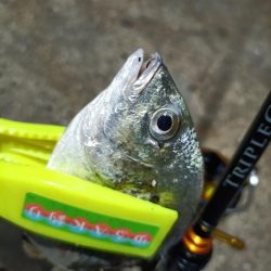 2023/11/23 南港ライトゲーム釣行 (アジ狙い)