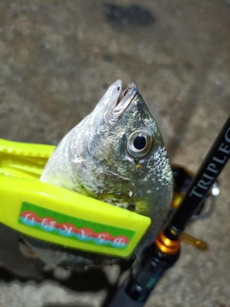 2023/11/23 南港ライトゲーム釣行 (アジ狙い)