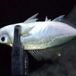 起きれぬ休みの深夜釣行