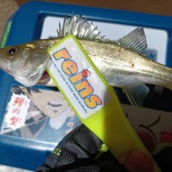 2023/11/24 南港ライトゲーム釣行 (アジ狙いからの～根魚)