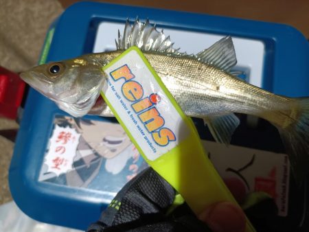 2023/11/24 南港ライトゲーム釣行 (アジ狙いからの～根魚)