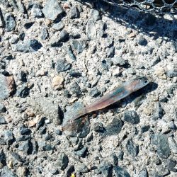 まさかのサワラ♪