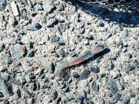 まさかのサワラ♪