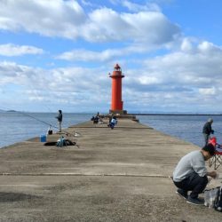 播磨新島のキス調査