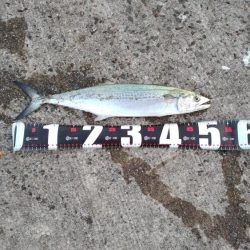 渋々の中武庫川一文字でサゴシ