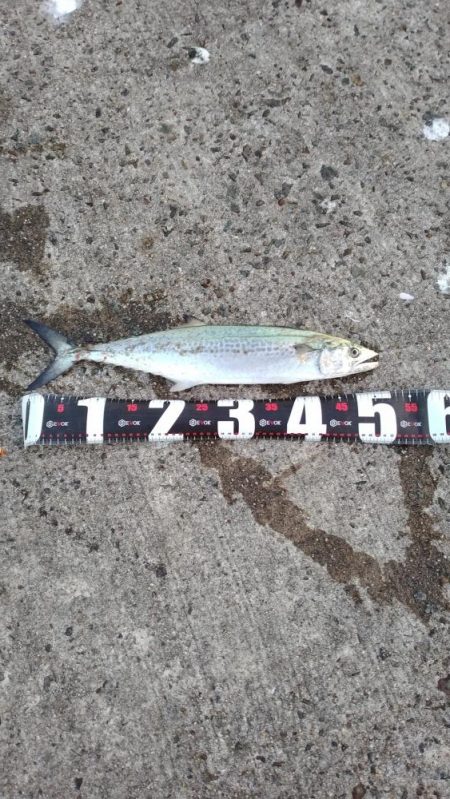 渋々の中武庫川一文字でサゴシ