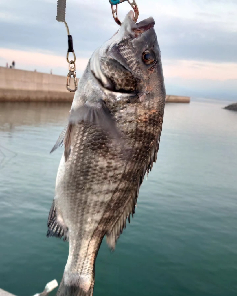 今治出張中 休み取れましたのでフカセ釣り第2戦✨