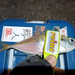 2023/11/26 南港ライトゲーム釣行 (アジ狙い)