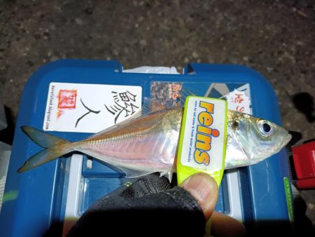 2023/11/26 南港ライトゲーム釣行…