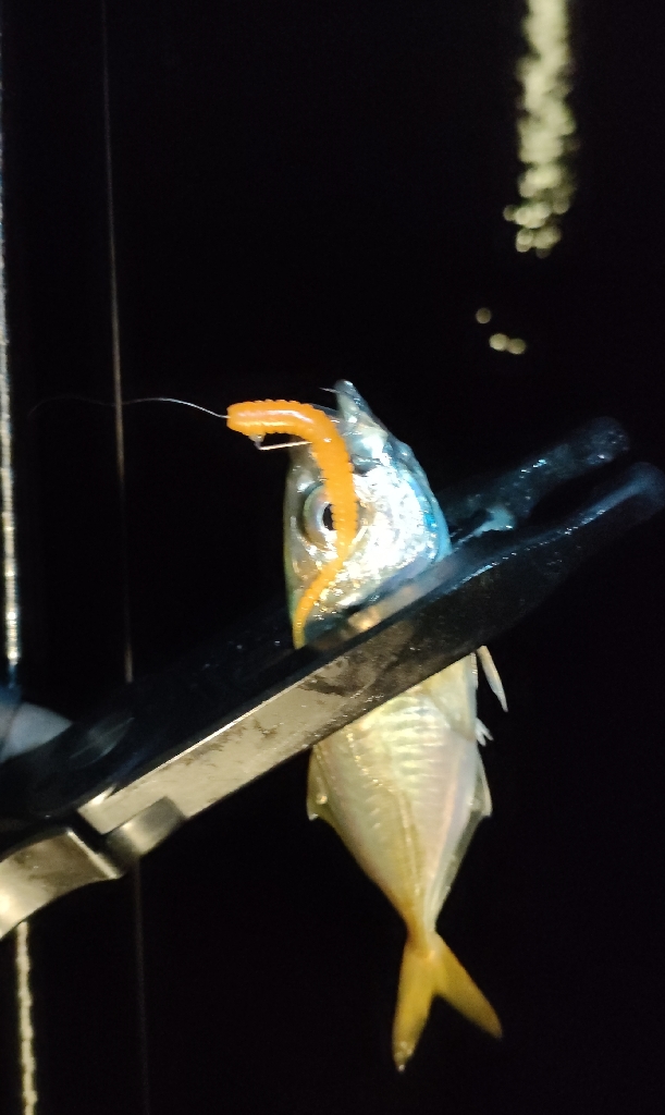 休み終わりのアジング