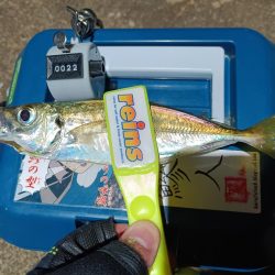 2023/11/29 南港ライトゲーム釣行 (アジ狙い)