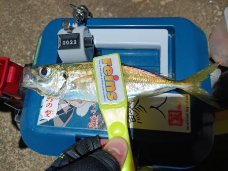 2023/11/29 南港ライトゲーム釣行 (アジ狙い)