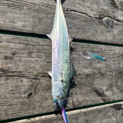 筏ショアジギングでサゴシ