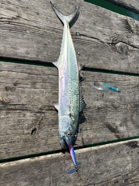 筏ショアジギングでサゴシ