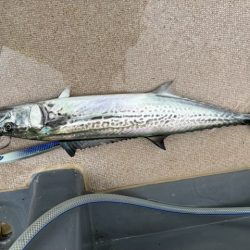 丹後半島沖ジギング船爆釣