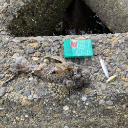 宮津〜舞鶴ランガンでサゴシ2匹