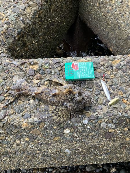 宮津〜舞鶴ランガンでサゴシ2匹