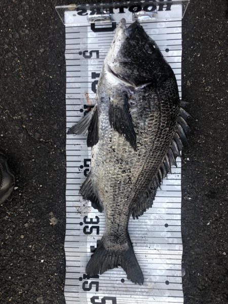 イチノ兄弟、釣果!