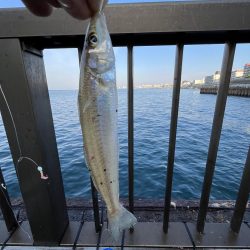 サビキっす　冬の海