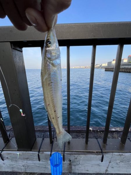 サビキっす　冬の海