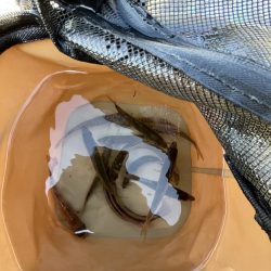 投げはじめました