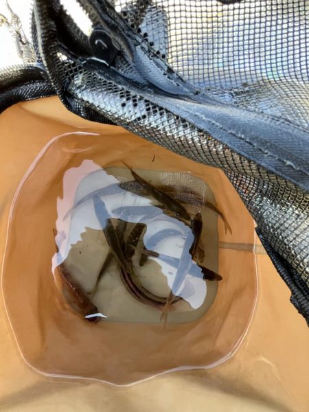 投げはじめました