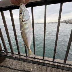 陸は紅葉海はカレイ