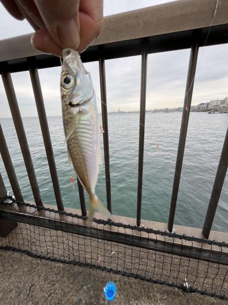 陸は紅葉海はカレイ