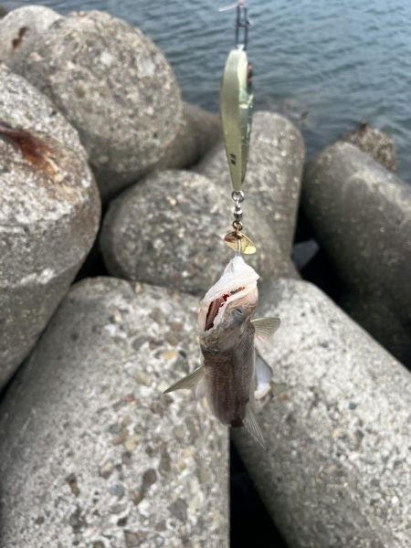 まだいました！