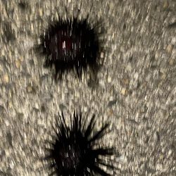 タチウオ、穴子にガシラ、ウニまでも