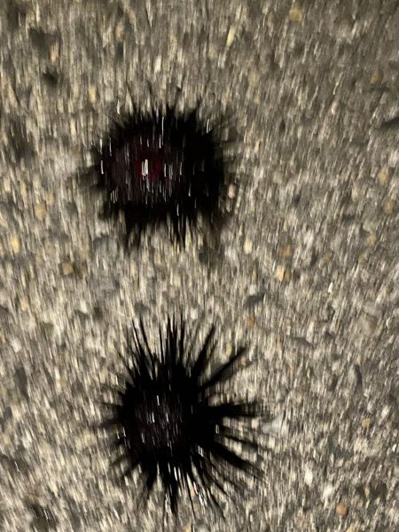 タチウオ、穴子にガシラ、ウニまでも