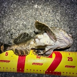 日高の漁港でカジカ釣り!!念願のカジカついに釣れる!?