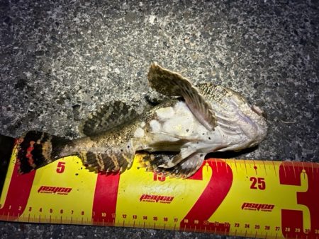 日高の漁港でカジカ釣り!!念願のカジカついに釣れる!?