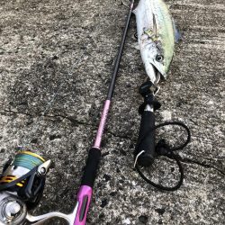 サワラからのサワラ