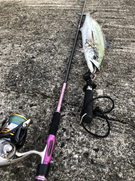 サワラからのサワラ