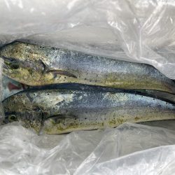 初めてのペンペンシイラ