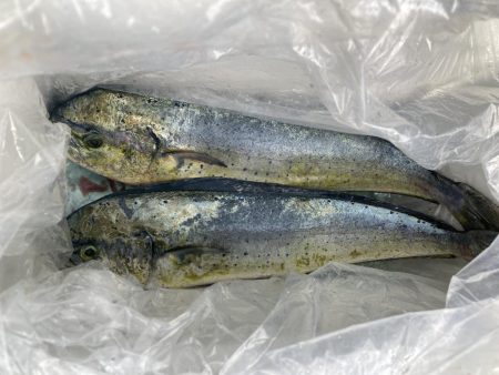 初めてのペンペンシイラ