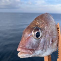 由良の大波止でカゴ釣り