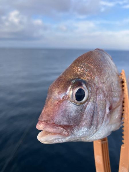 由良の大波止でカゴ釣り