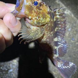 小一時間のメバリング