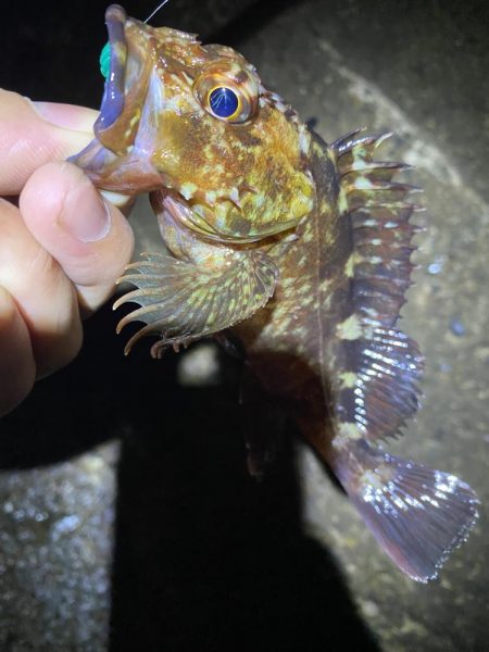 小一時間のメバリング