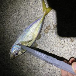 アジを求めて…