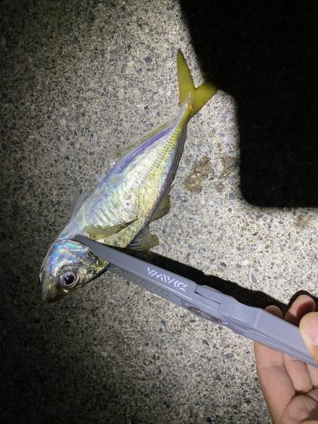 アジを求めて…