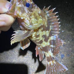 裏切らないガシリング