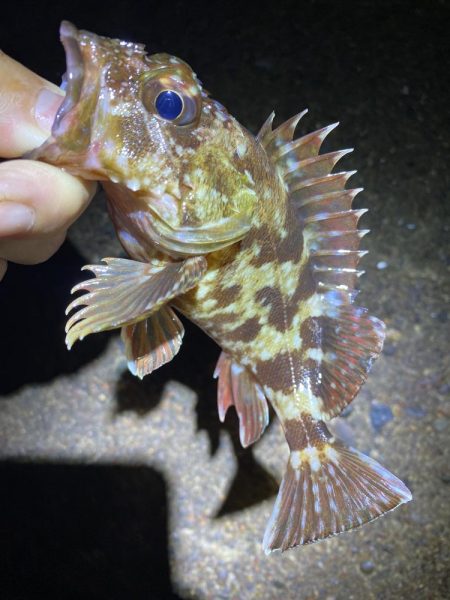 裏切らないガシリング