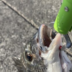 チヌ & コブダイ