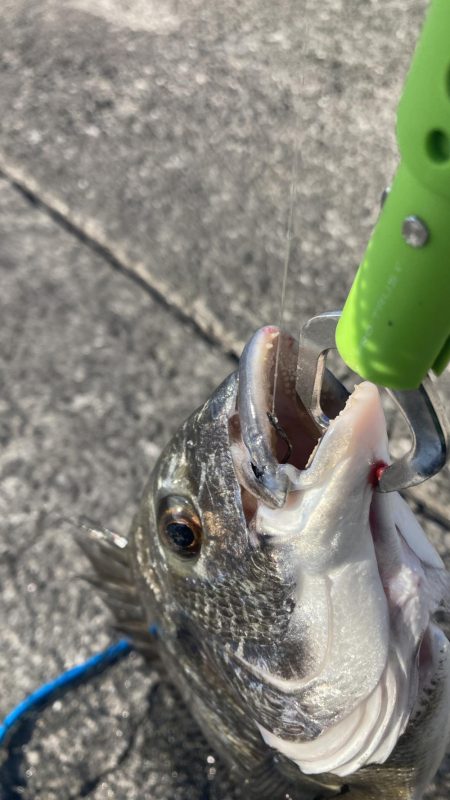 チヌ & コブダイ