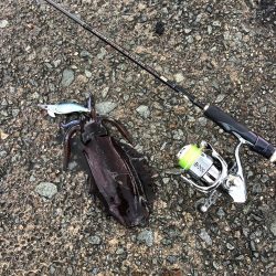 エギング　佐渡遠征⑥