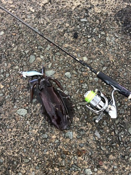 エギング　佐渡遠征⑥