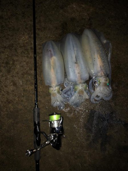 エギング　仕事帰りナイトゲーム